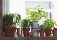 Fűszernövények nevelése ablakban
