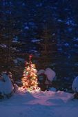 Karácsonyfa éjszaka a szabadban